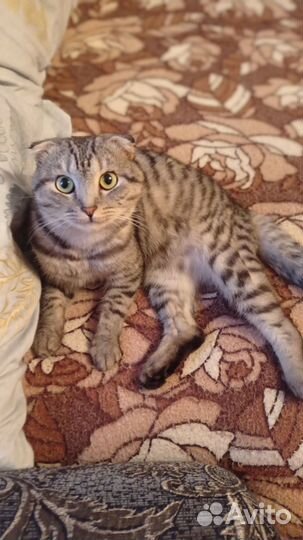 Шотландский Скоттиш Фолд вязка
