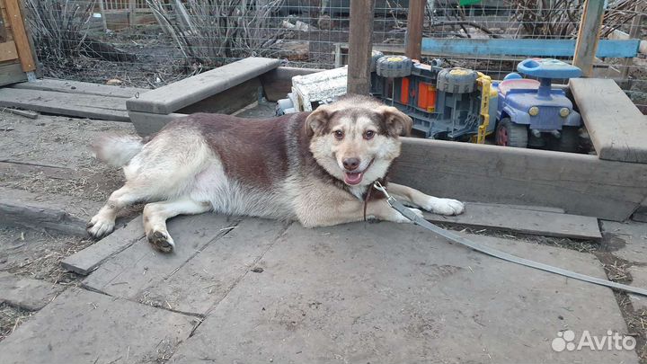 Хороший пёс на охрану