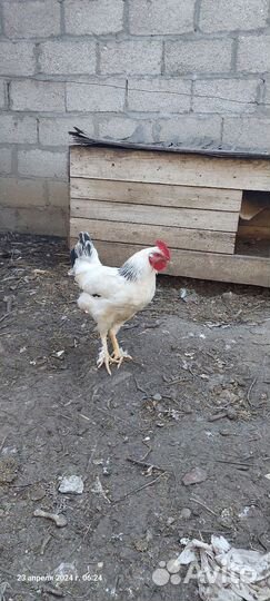 Куры петухи