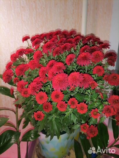 Хризантемы мультифлоры и корейская