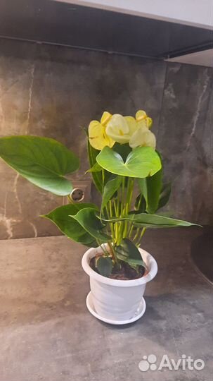 Антуриум ванила