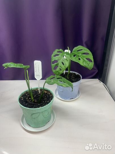 Комнатные растения