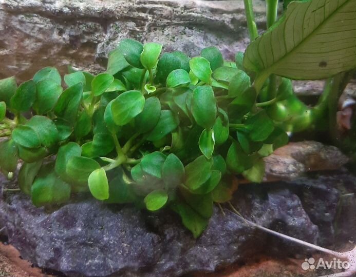 Анубиас нана петит 