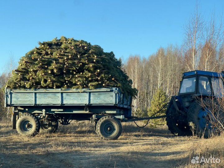 Сосна Оптом