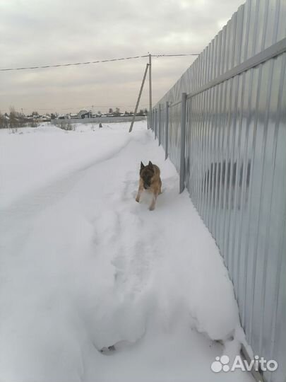 Немецкая овчарка