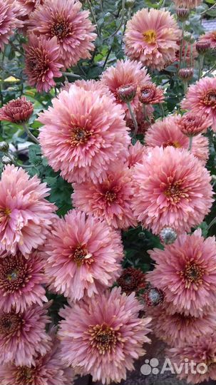 Хризантема. Лилия Тюльпаны. Нарциссы