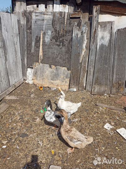 Селезень голубой фаворит