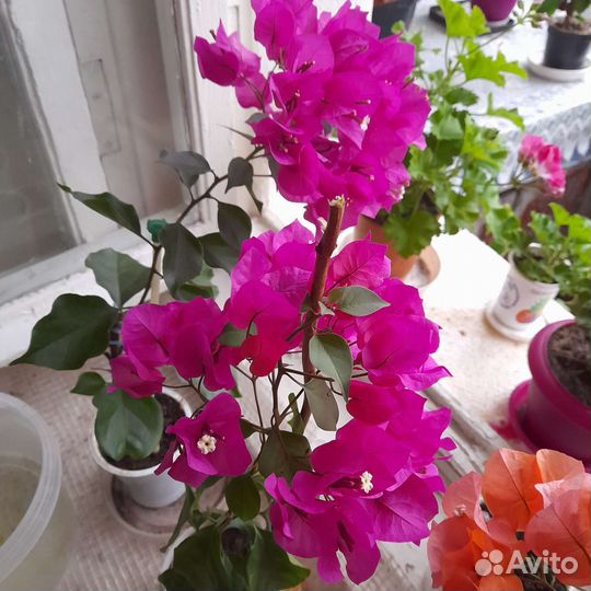 Бугенвиллия