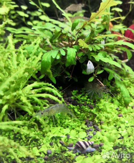 Улитка Хелена