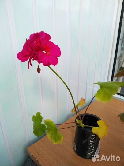 Гиппиаструм