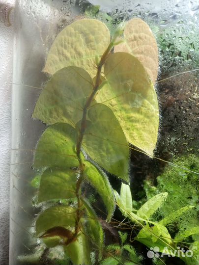 Растения для флорариума, террариума