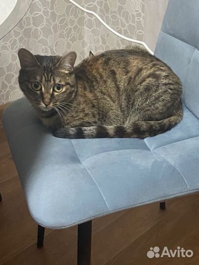 Отдам в добрые руки кошечку