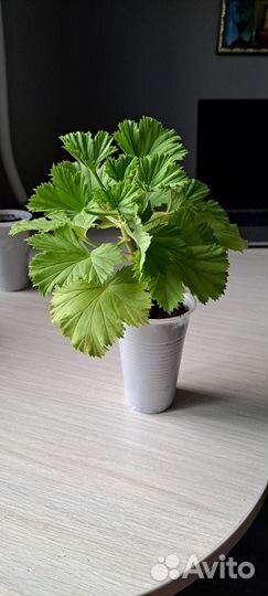 Пеларгония