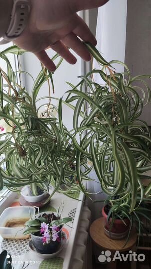 Хлорофитум кудрявый