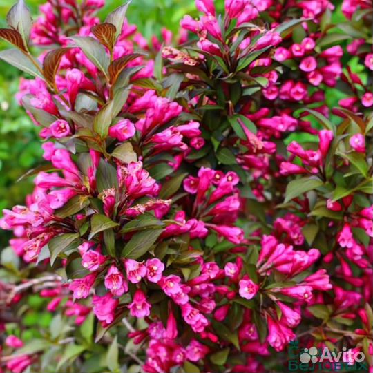 Вейгела саженцы