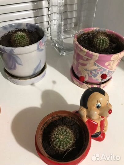 Кактус эхинопсис детки