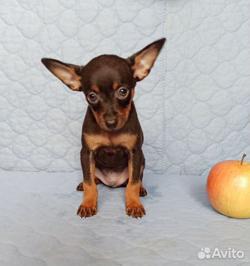 Той-терьер щенки