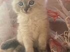 Продажа Сибирских котят объявление продам