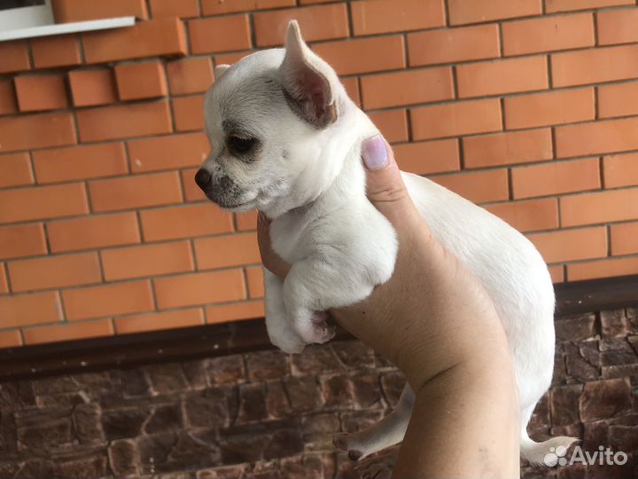 Щенки чихуахуа мини