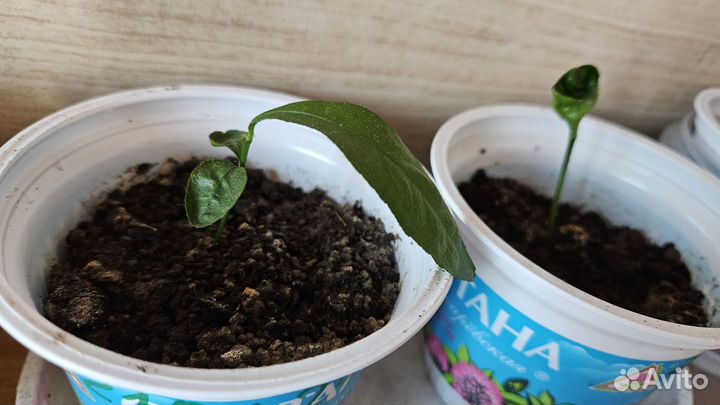 Лимон январь 2024г