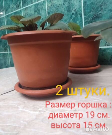 Фиалка в горшках