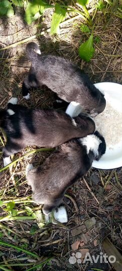 Щенки, собака, на охрану, в частный дом, метисы