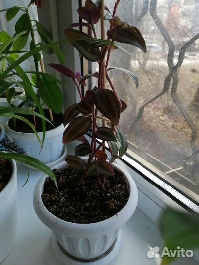 Комнатные цветы