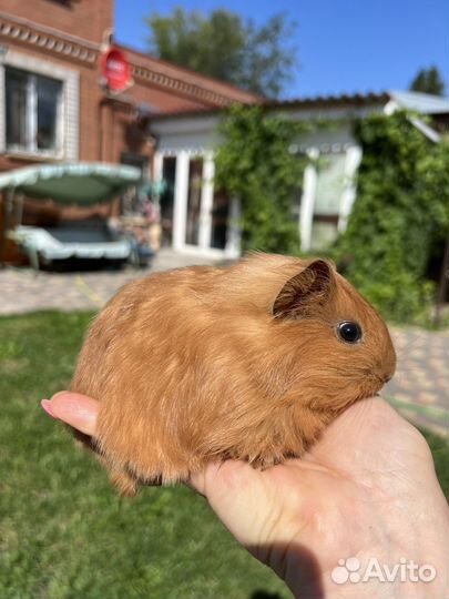 Малышки шелти