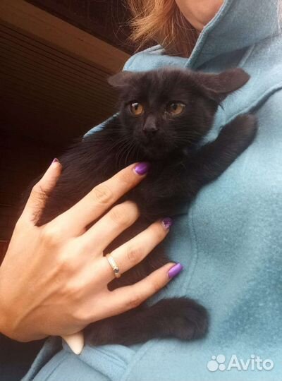 Котик, ищет любящую семью