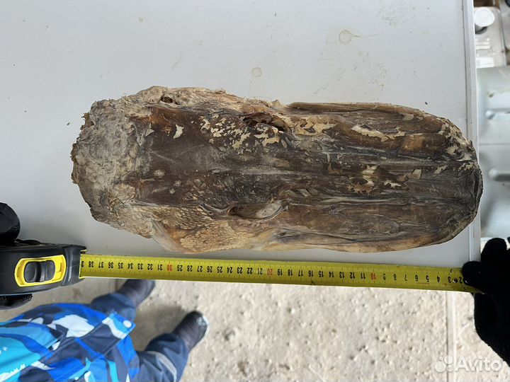 Голова щуки