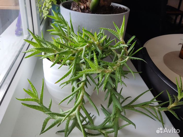 Суккуленты