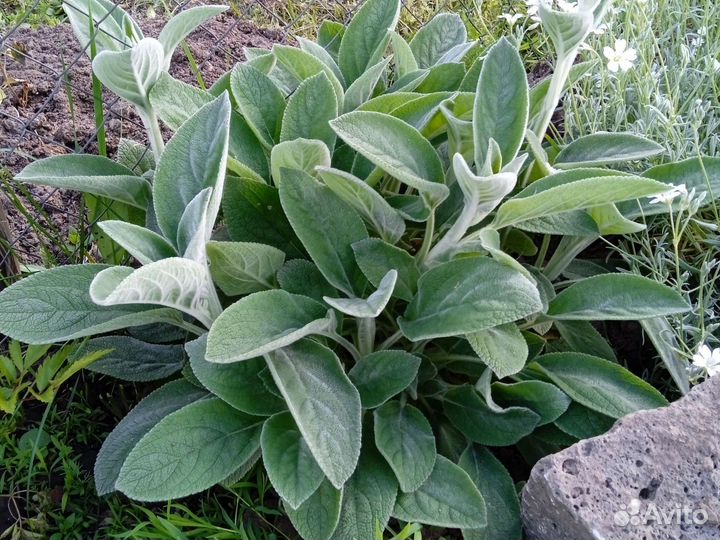 Многолетники