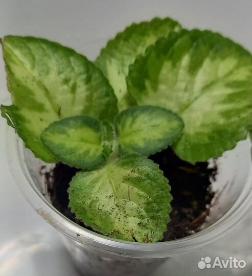 Комнатные цветы