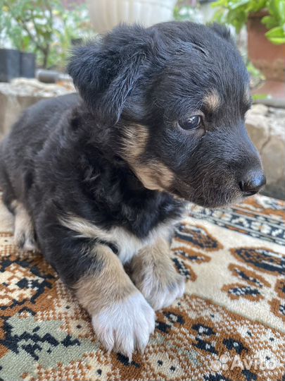 Собака в добрые руки щенок