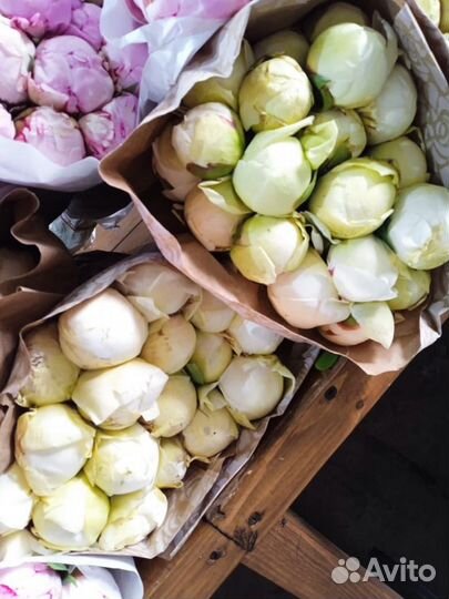 Пионы Голландии опт/розница в Краснодаре