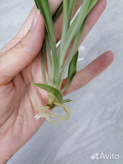 Хлорофитум