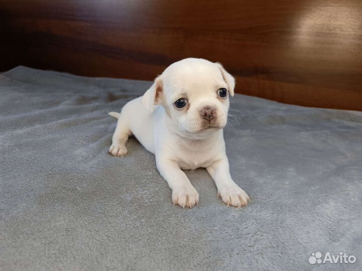 Щенки чихуахуа девочки