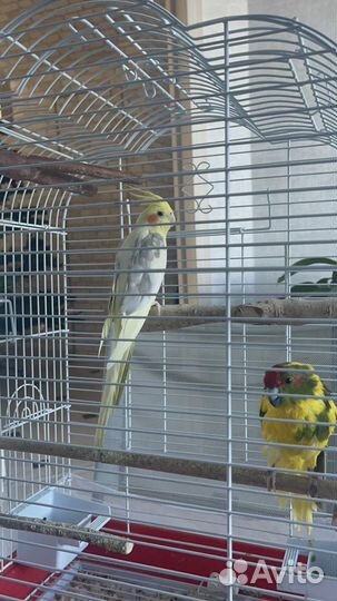 Попугаи Корелла и Какарик