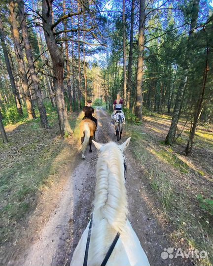 Конные прогулки