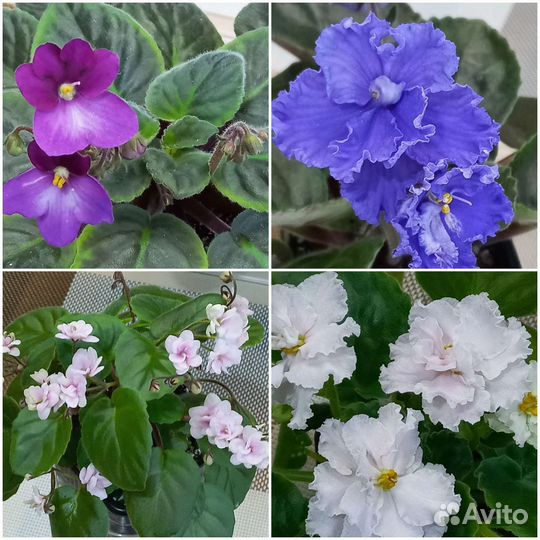 Сортовые фиалки