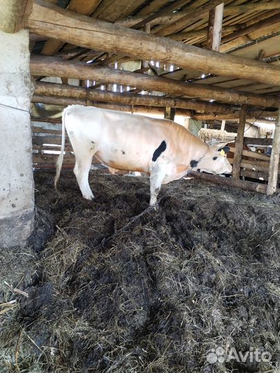 Продам быков