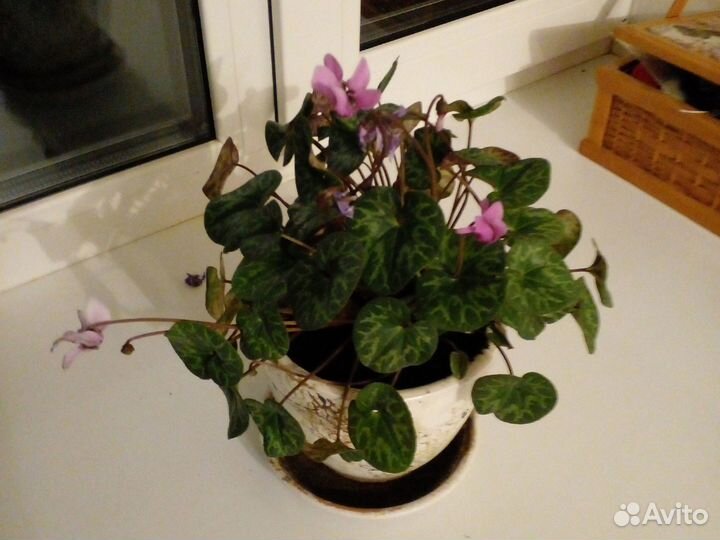 Фикус каучуконосный