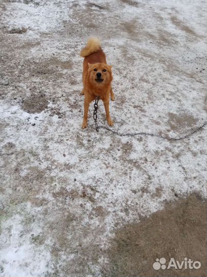 Вязка Финский шпиц (карело финская лайка)