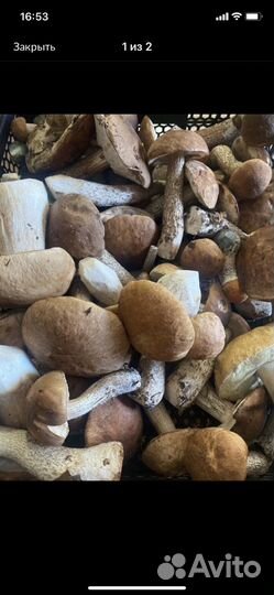 Белый,подосиновик,подберезовик,груздь