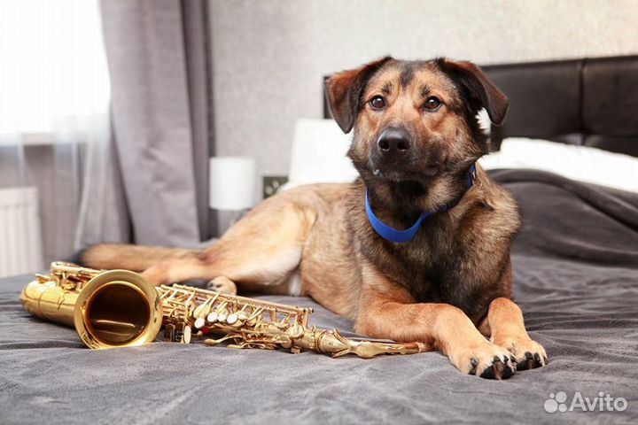 Марсель так долго ждёт хозяина