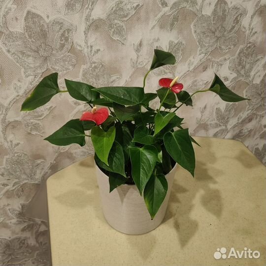 Комнатные цветы