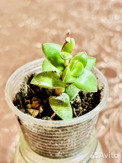 Крассула спринг тайм