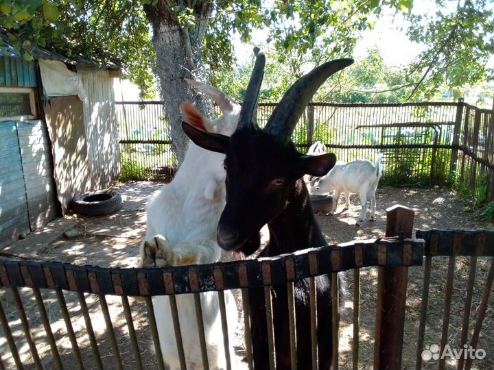 Козлята