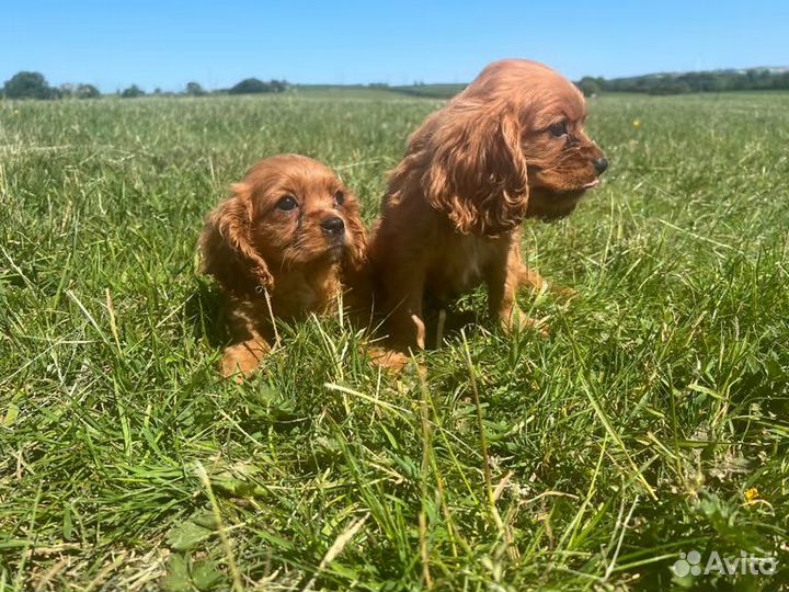 Кинг Чарльз Спаниель
