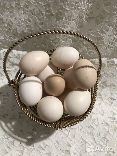 Молоко коровье домашнее